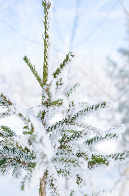 Arbre dans la neige sur fond de forêt enneigée