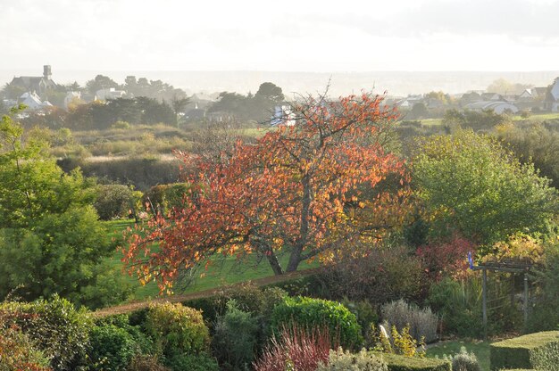 Arbre dans un parc à l'automne