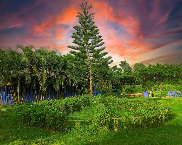 Un arbre dans un parc avec un coucher de soleil en arrière-plan