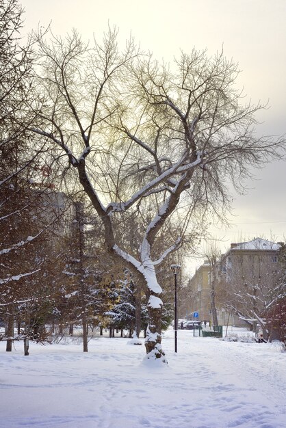 Un arbre dans un parc d'hiver Branches incurvées de l'arbre parmi les congères sur la place de la Gloire