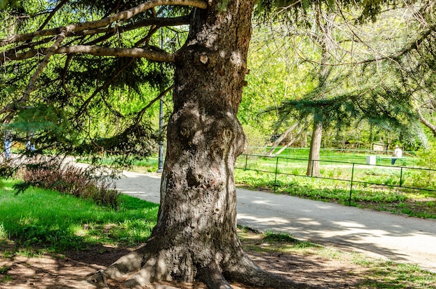 Un arbre dans le parc avec le mot parc dessus