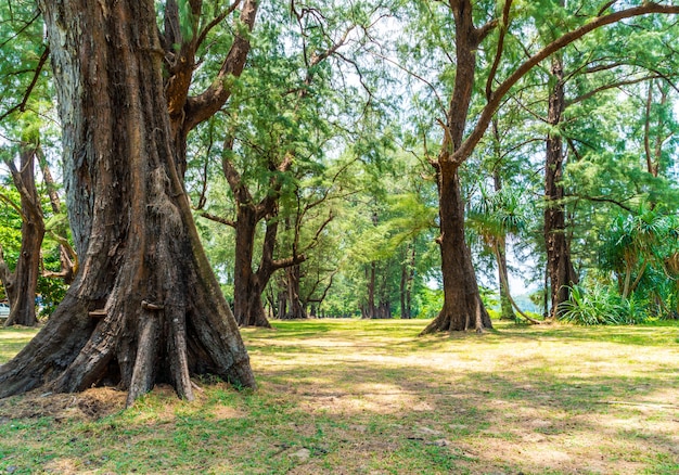 Arbre dans le parc national de Phuket, Thaïlande