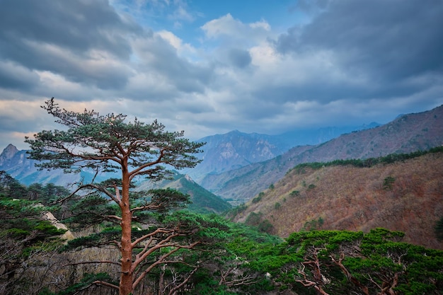 Photo arbre dans le parc national de seoraksan en corée du sud