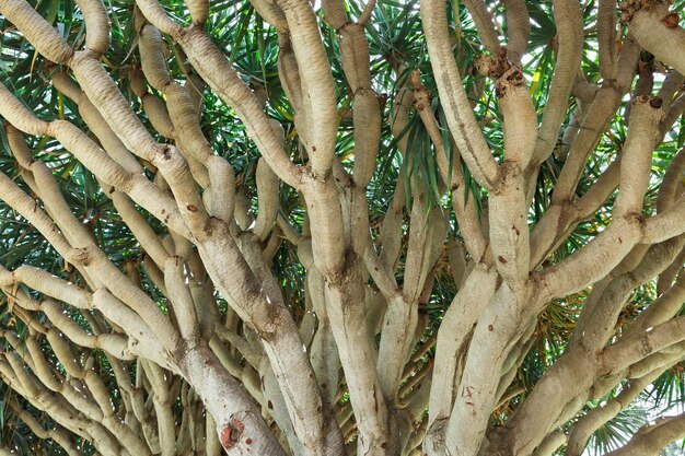 Arbre Dans Le Parc Rothschild Israël