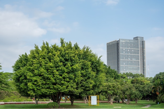 Un arbre dans le parc sous le ciel bleu a une grande couronne