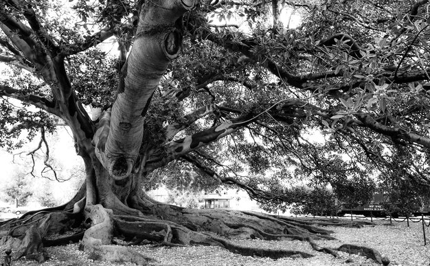 Arbre dans le parc