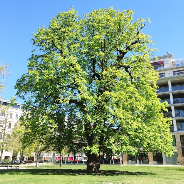 Photo arbre dans la pelouse