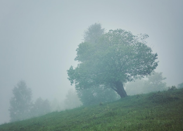 Arbre dans le pré dans la brume