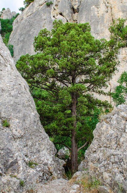 Arbre dans les rochers