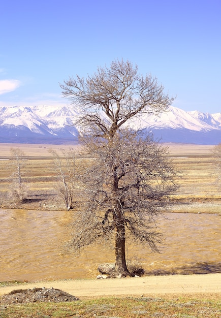 Un arbre dans la steppe de Kurai Un arbre nu au bord de la rivière Chuya