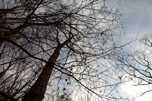 L'arbre debout mort ciel bleu et nuages.