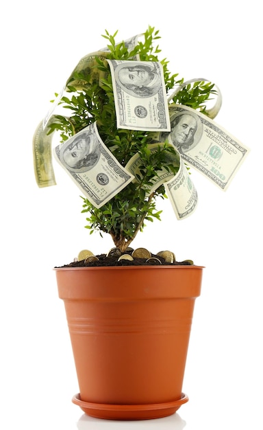 Photo arbre décoratif en pot avec de l'argent isolé sur blanc