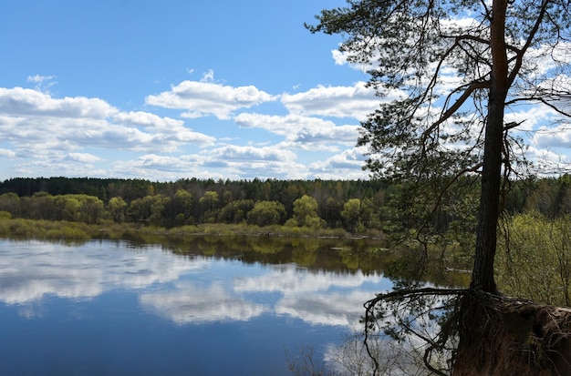 Arbre desséché sur un ravin près de la rivière