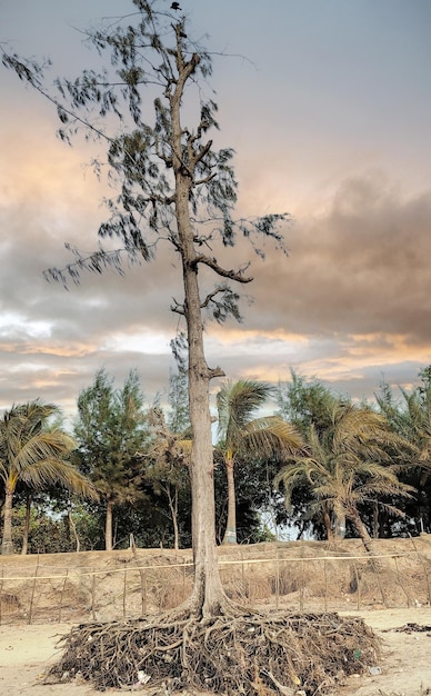 Un arbre devant un ciel nuageux