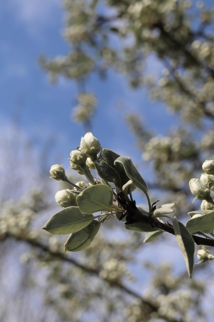 L'arbre devant la maison est un signe du printemps.