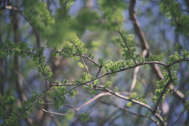 L'arbre devant la maison est un signe du printemps.