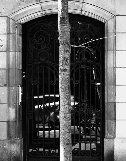 L'arbre devant la porte série