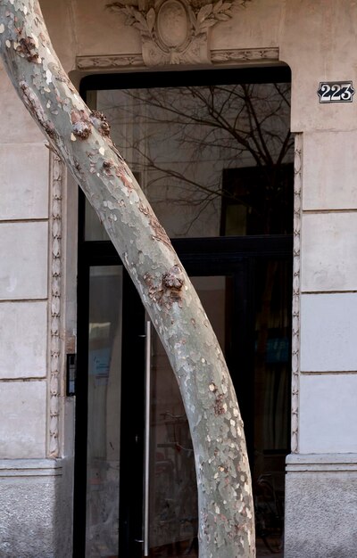 L'arbre devant la porte série