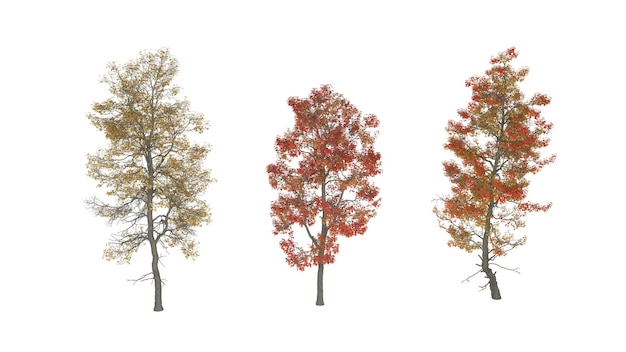 Un arbre avec différentes couleurs de différentes couleurs