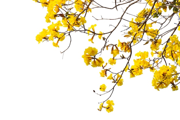 Arbre doré fleurs jaunes Arbre tabebuia isolé sur un fond blanc