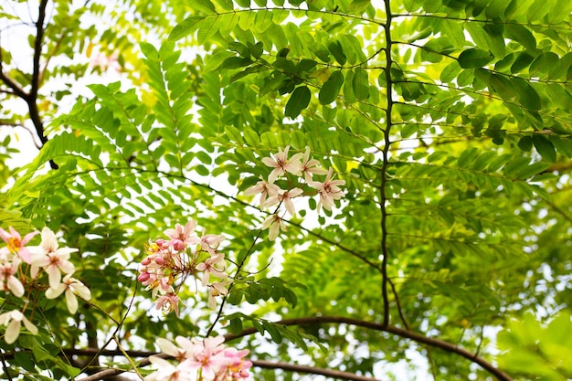 Arbre de douche arc-en-ciel avec fleur