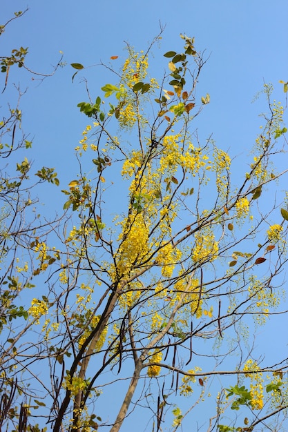 Arbre de douche doré avec ciel bleu