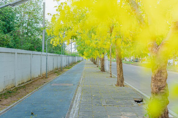 Arbre de douche doré en fleurs en avril