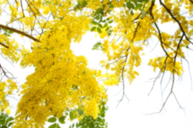 Arbre de douche dorée (Cassia fistula).