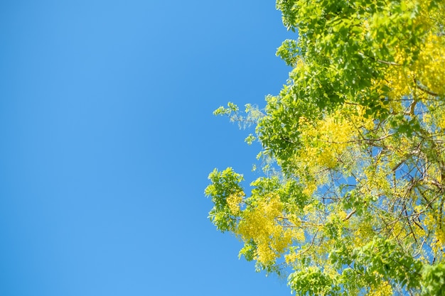 Arbre de douche dorée