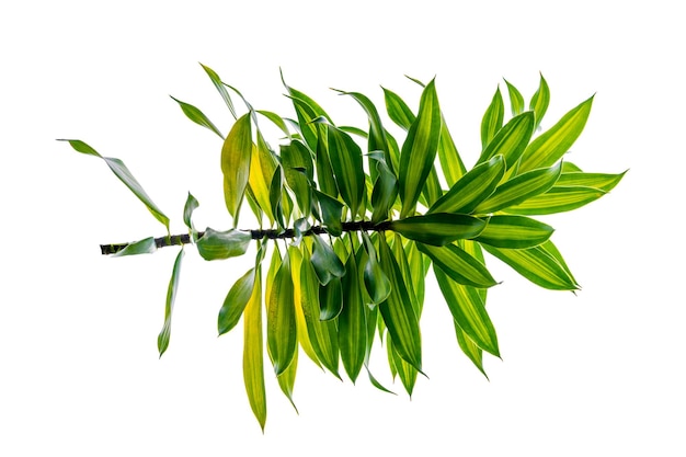 Arbre Dracaena parfumé Dracaena fragrans fond blanc