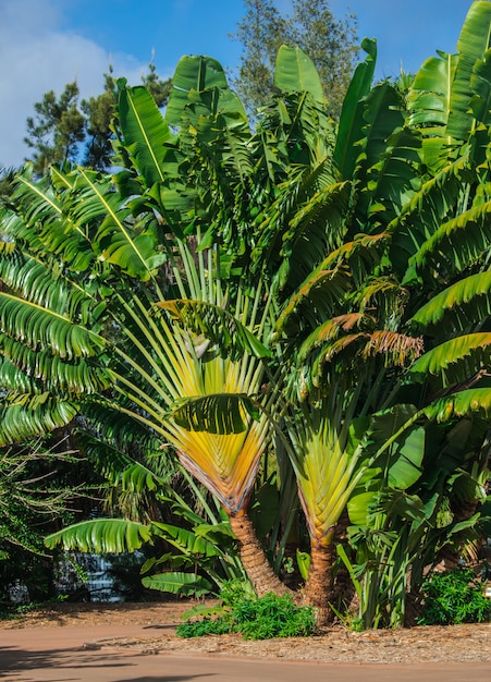 arbre du voyageur (Ravenala madagascariensis) avec la lumière du soleil