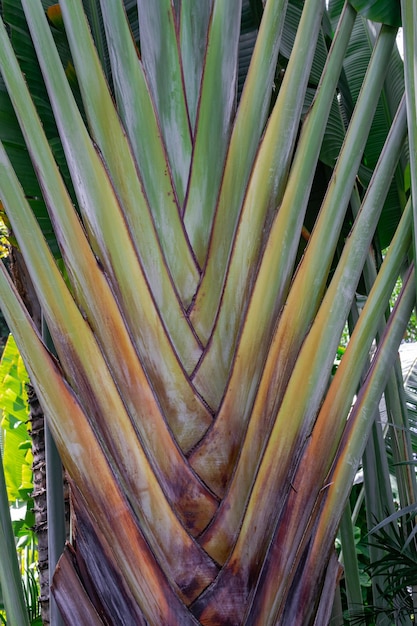 l'arbre du voyageur