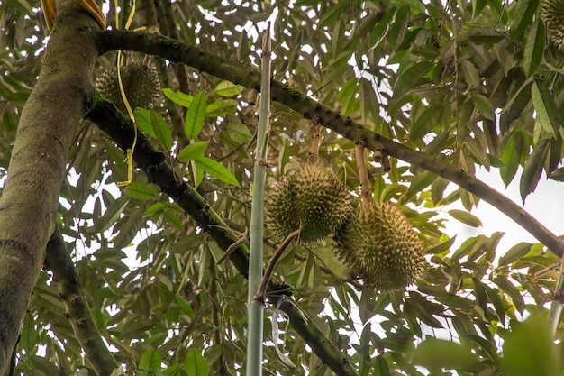 Arbre Durian, fruit durian frais sur l&#39;arbre, Durians Mon Thong sont le roi des fruits