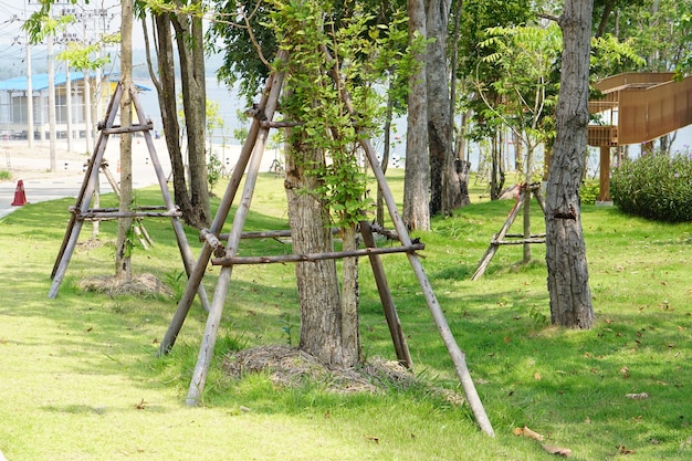 arbre avec des échasses pour l'empêcher de tomber