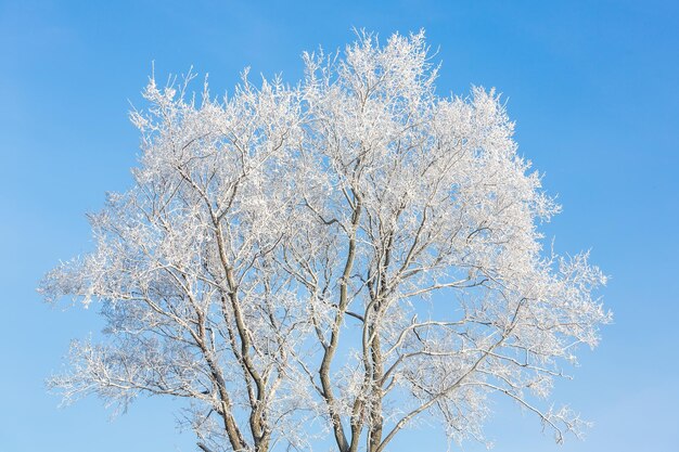 Arbre enneigé recouvert de givre sur le fond du ciel bleu Bel hiver froid et