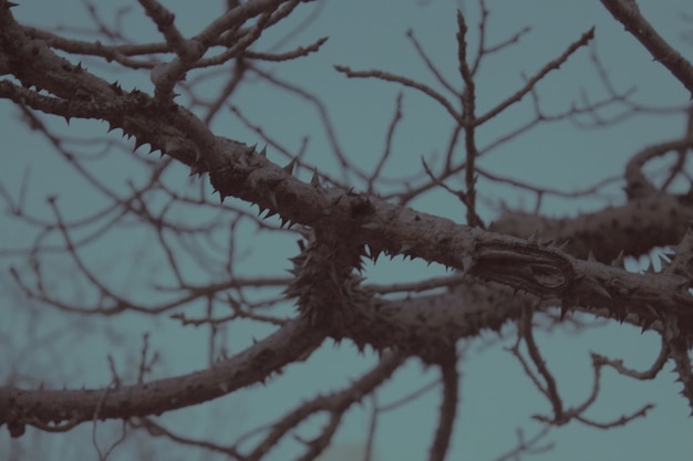 Photo arbre épineux