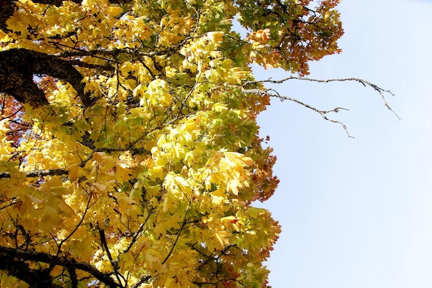 Arbre d'érable avec les feuilles rouges et jaunes un jour ensoleillé d'automne en Lettonie