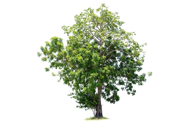L'arbre est la chose la plus importante au monde Production d'oxygène Contrôle de la température Équilibre avec la nature Belle coupe isolée sur fond blanc