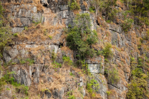 l&#39;arbre est en haut de la falaise.