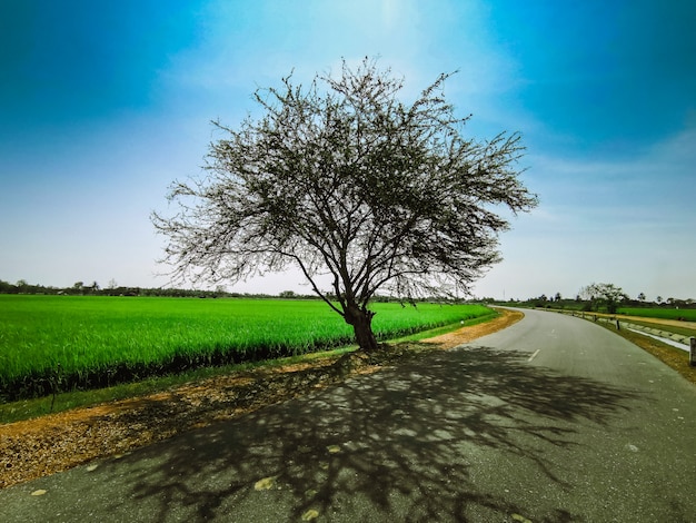 L&#39;arbre est isolé du soleil à midi.