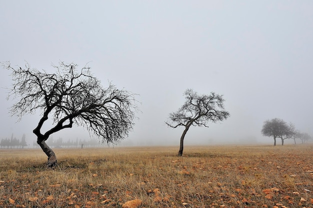 Photo un arbre est une plante avec une tige ligneuse qui se ramifie à une certaine hauteur du sol