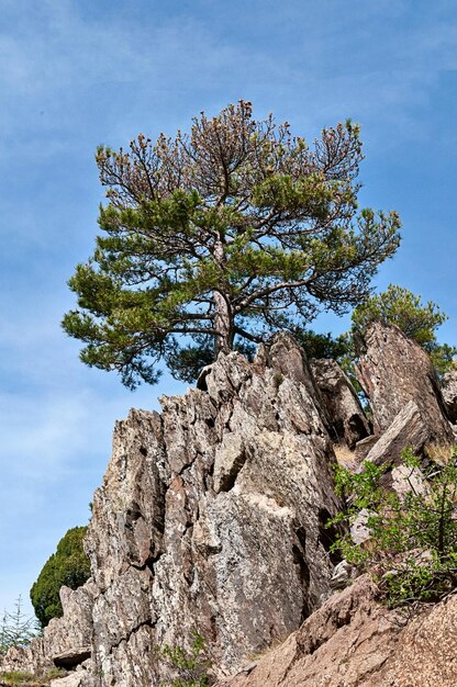 Un arbre est une plante avec une tige ligneuse qui se ramifie à une certaine hauteur du sol