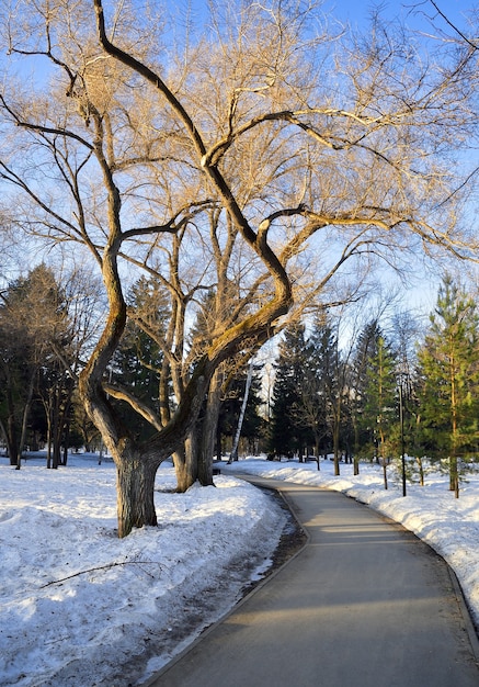 Un arbre étalé dans le parc