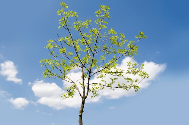 Arbre d'été dans les rayons du soleil