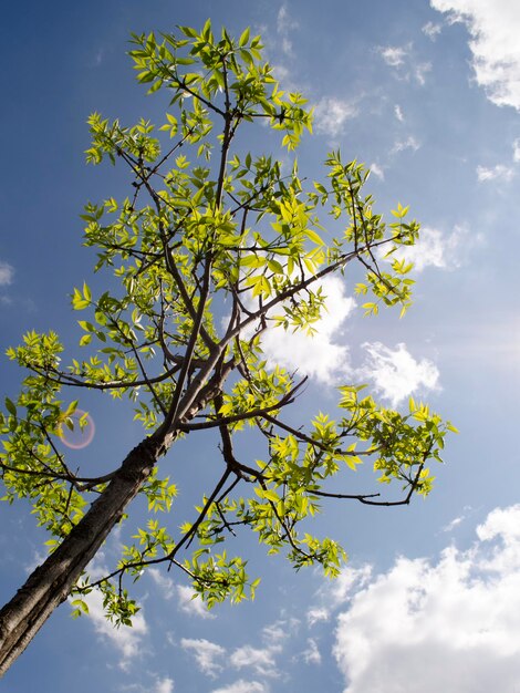 Arbre d'été dans les rayons du soleil