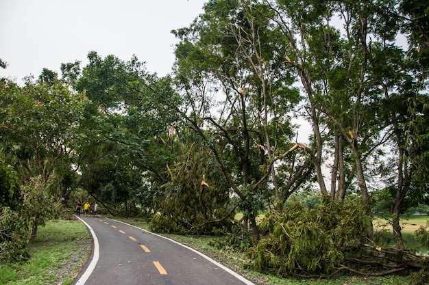 L&#39;arbre a été détruit par l&#39;intensité de la tempête