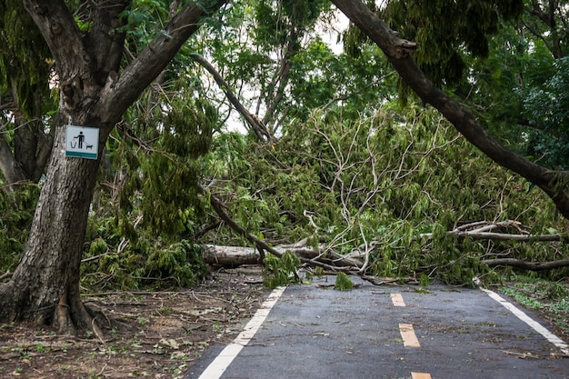 L&#39;arbre a été détruit par l&#39;intensité de la tempête