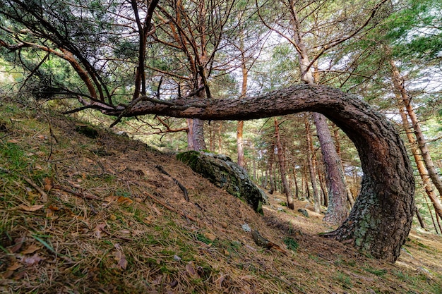 Arbre étrange dans la forêt, poussant allongé sur le sol, courbant son tronc.