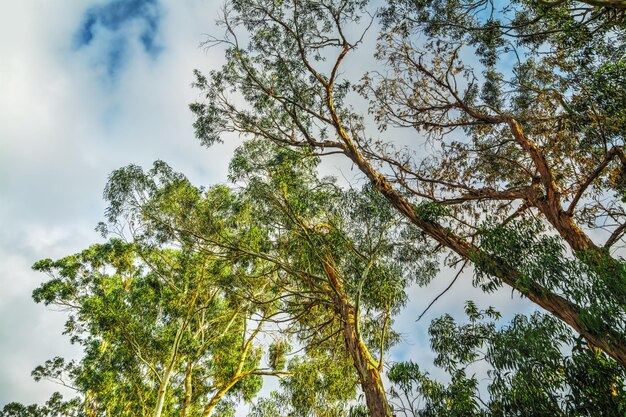 Arbre d'eucalyptus vu d'en bas un jour nuageux