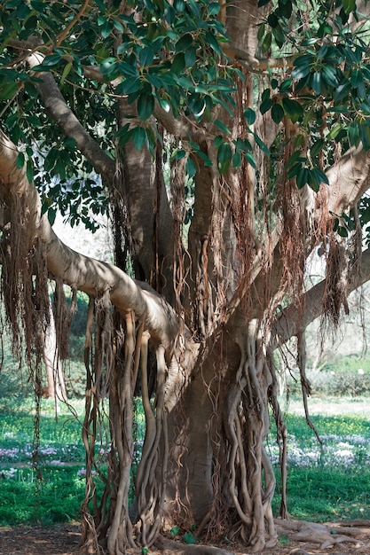 Arbre exotique avec des racines sur les branches